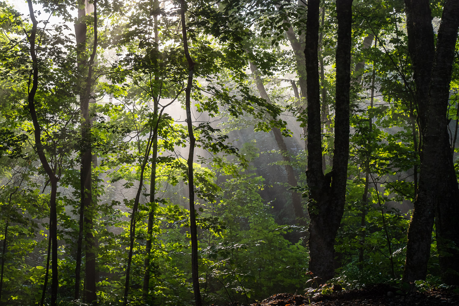 sunlight in the forest