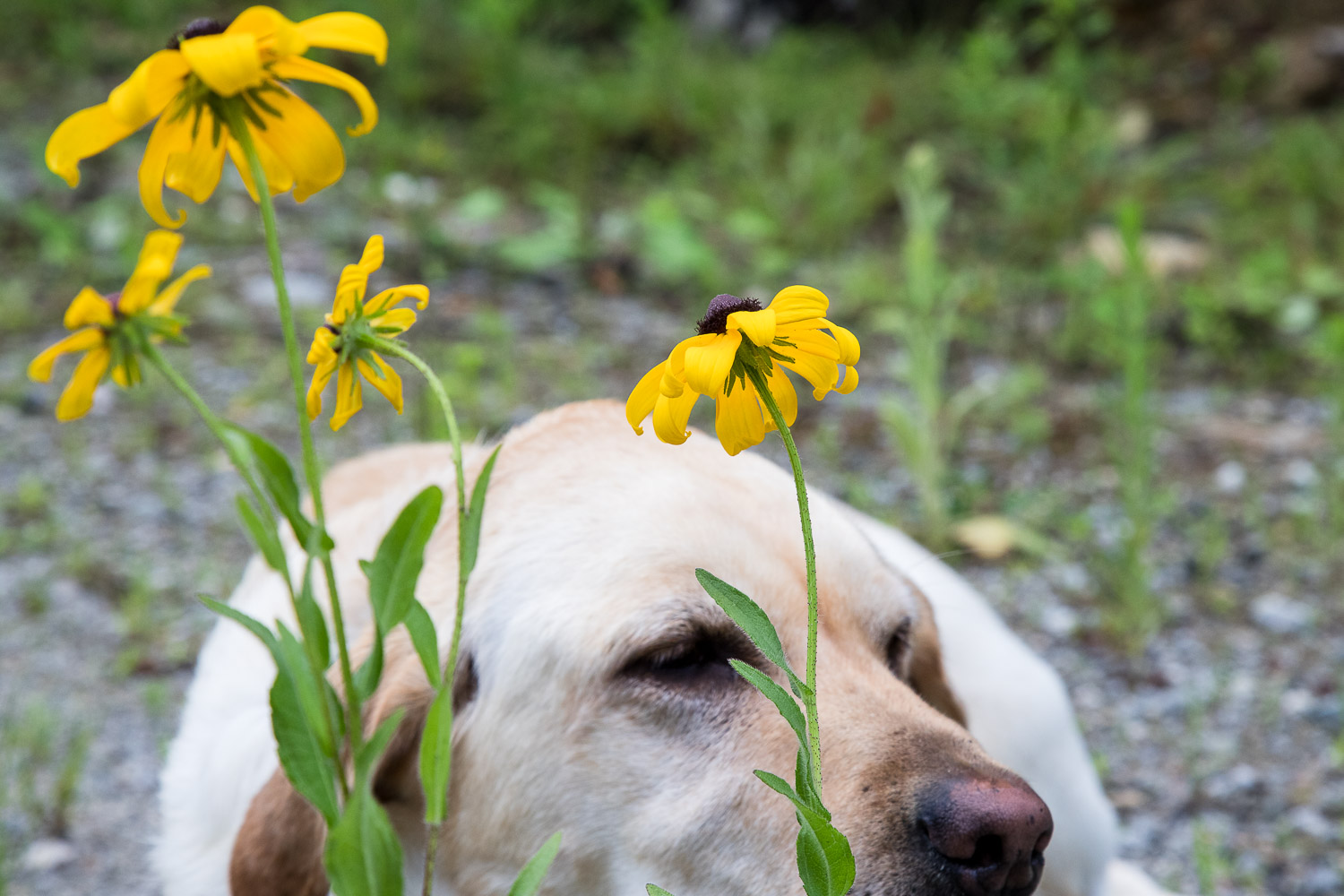 Chessie sniffing the flowers