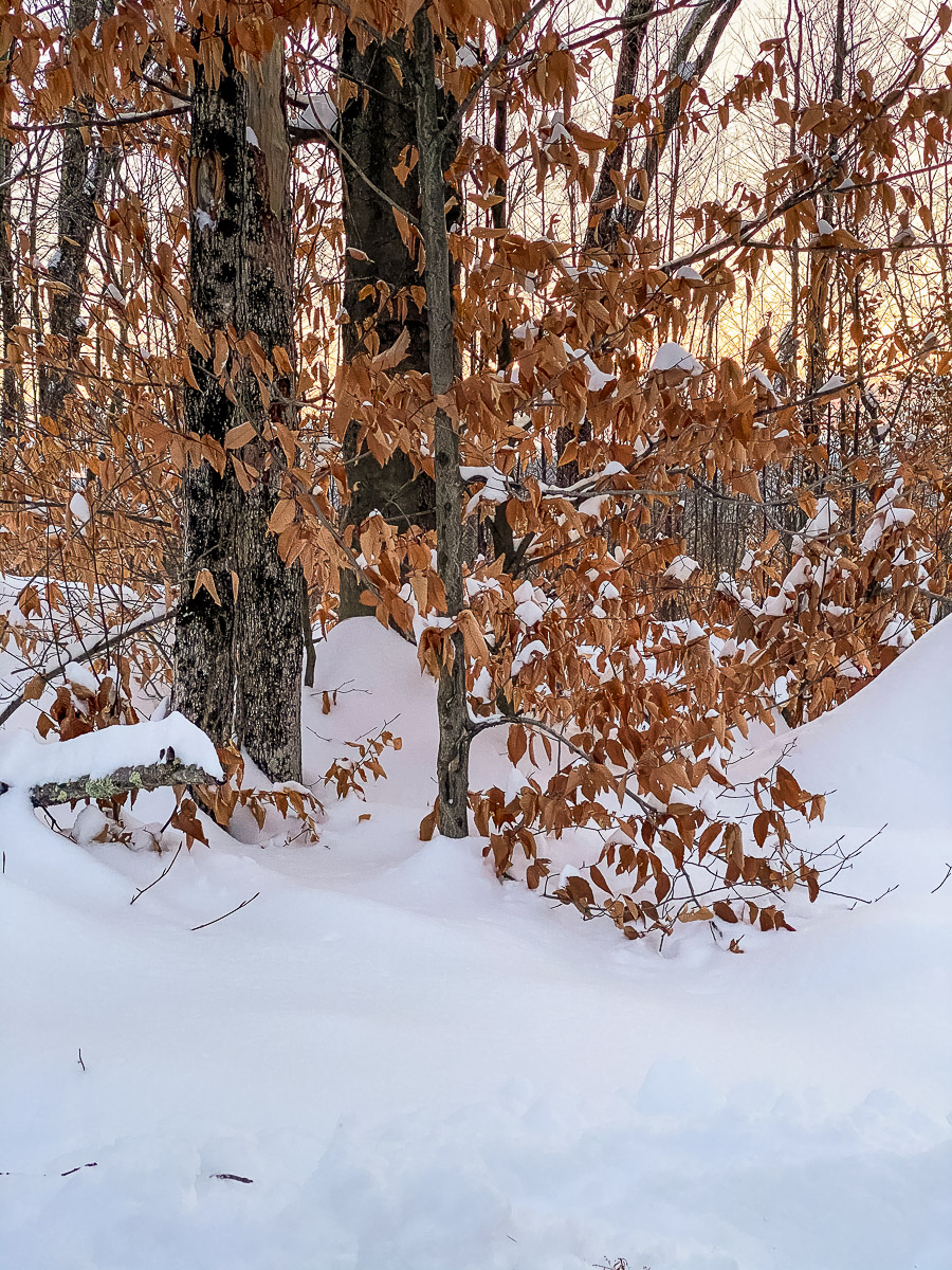 sun rising in the forest