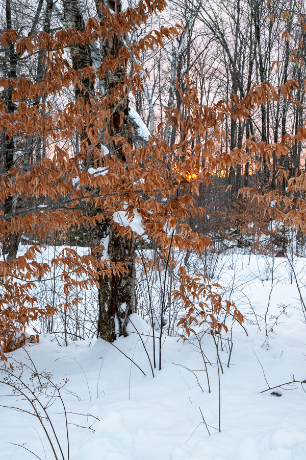 sun rise in the forest